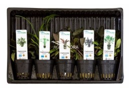 MIX 5 pots Cryptocoryne - Assortiments de plantes - Comptoir du Poisson exotique