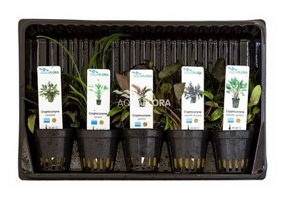 MIX 5 pots Cryptocoryne - Assortiments de plantes - Comptoir du Poisson exotique