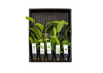 MIX 5 pots Echinodorus - Assortiments de plantes - Comptoir du Poisson exotique