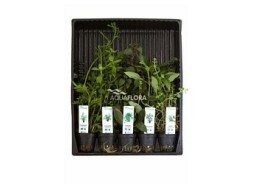 MIX 5 pots arriere plan - Assortiments de plantes - Comptoir du Poisson exotique