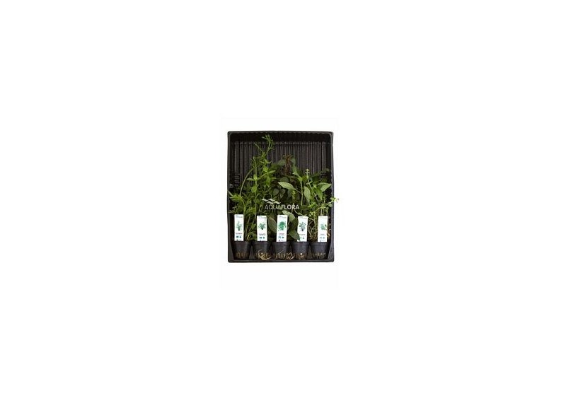 MIX 5 pots arriere plan - Assortiments de plantes - Comptoir du Poisson exotique