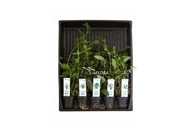 MIX 5 pots arriere plan - Assortiments de plantes - Comptoir du Poisson exotique