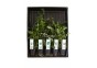 MIX 5 pots arriere plan - Assortiments de plantes - Comptoir du Poisson exotique