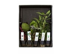 MIX 5 pots mix colour code - Assortiments de plantes - Comptoir du Poisson exotique