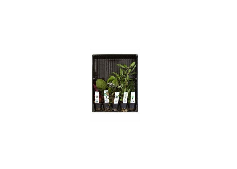 MIX 5 pots mix colour code - Assortiments de plantes - Comptoir du Poisson exotique