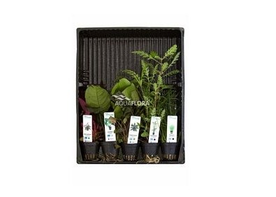 MIX 5 pots mix colour code - Assortiments de plantes - Comptoir du Poisson exotique