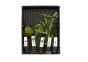 MIX 5 pots mix colour code - Assortiments de plantes - Comptoir du Poisson exotique