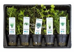 MIX 5 pots centre aquarium - Assortiments de plantes - Comptoir du Poisson exotique