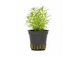 Pogostemon erectus - Pot 5,5cm - Plantes en pots de 5,5cm - aquarium - Comptoir du Poisson exotique