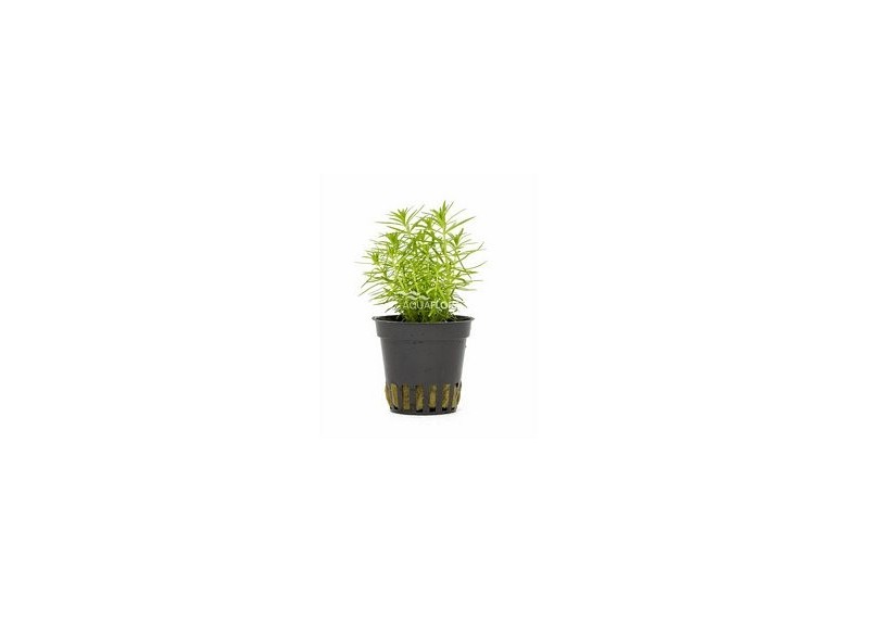 Pogostemon erectus - Pot 5,5cm - Plantes en pots de 5,5cm - aquarium - Comptoir du Poisson exotique