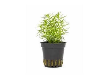 Pogostemon erectus - Pot 5,5cm - Plantes en pots de 5,5cm - aquarium - Comptoir du Poisson exotique
