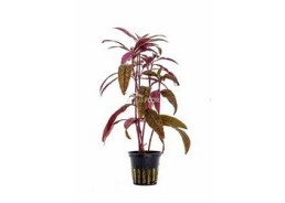 Alternanthera sessilis - Pot 5,5cm - Plantes en pots de 5,5cm - aquarium - Comptoir du Poisson exotique