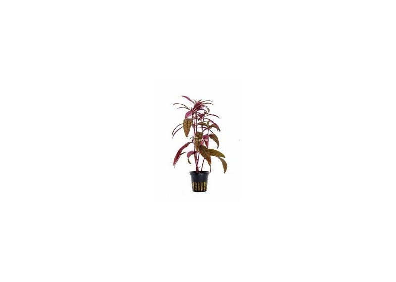Alternanthera sessilis - Pot 5,5cm - Plantes en pots de 5,5cm - aquarium - Comptoir du Poisson exotique