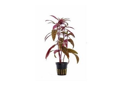Alternanthera sessilis - Pot 5,5cm - Plantes en pots de 5,5cm - aquarium - Comptoir du Poisson exotique