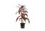 Alternanthera sessilis - Pot 5,5cm - Plantes en pots de 5,5cm - aquarium - Comptoir du Poisson exotique