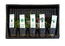 MIX 5 pots premier plan - Assortiments de plantes - Comptoir du Poisson exotique