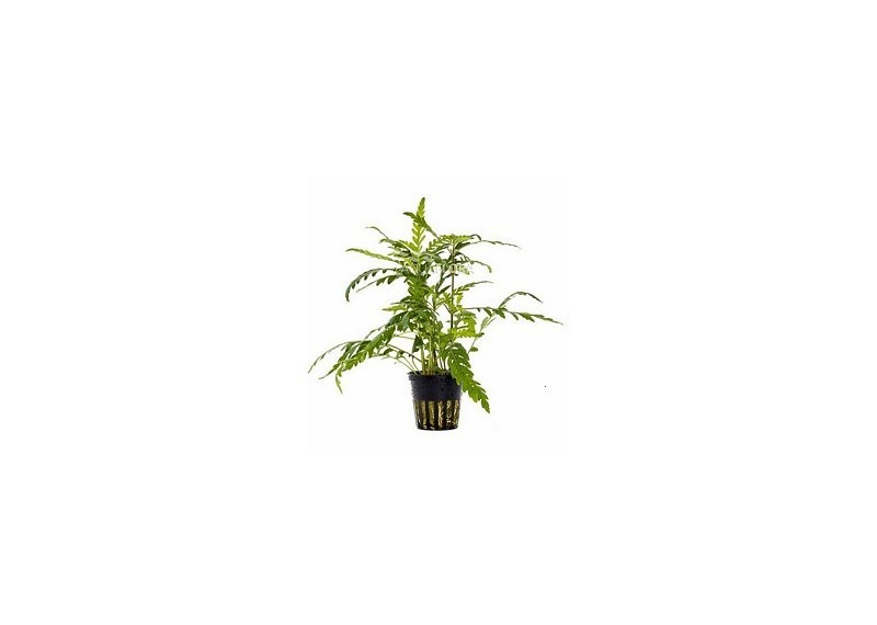 Hygrophila pinnatifida - Pot 5,5cm - Plantes en pots de 5,5cm - aquarium - Comptoir du Poisson exotique