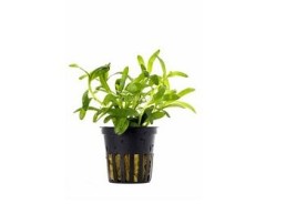 Heteranthera zosterifolia - Pot 5,5cm - Plantes en pots de 5,5cm - aquarium - Comptoir du Poisson exotique