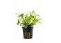 Heteranthera zosterifolia - Pot 5,5cm - Plantes en pots de 5,5cm - aquarium - Comptoir du Poisson exotique