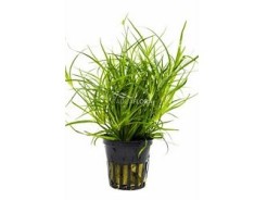 Juncus repens - Pot 5,5cm - Plantes en pots de 5,5cm - aquarium - Comptoir du Poisson exotique