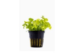 Lysimachia nummularia 'Aurea' - Pot 5,5cm - Plantes en pots de 5,5cm - aquarium - Comptoir du Poisson exotique