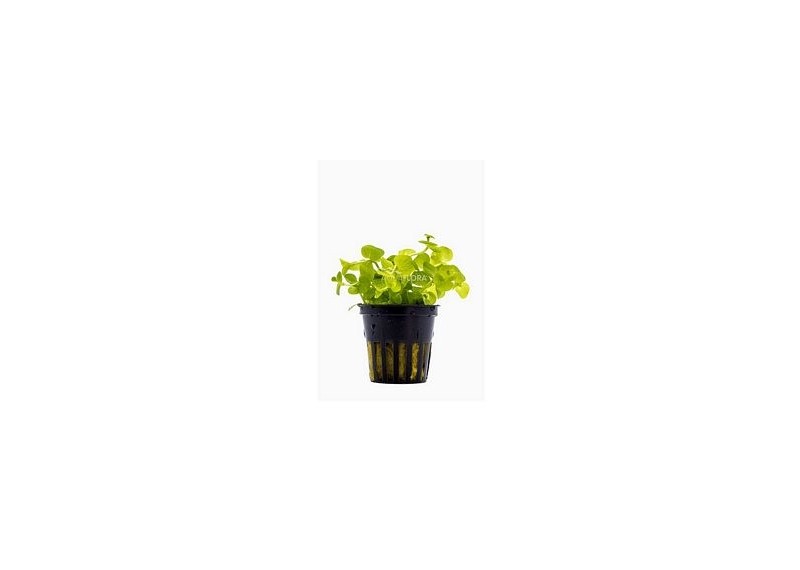 Lysimachia nummularia 'Aurea' - Pot 5,5cm - Plantes en pots de 5,5cm - aquarium - Comptoir du Poisson exotique