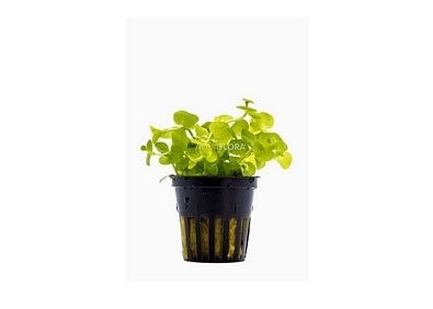 Lysimachia nummularia 'Aurea' - Pot 5,5cm - Plantes en pots de 5,5cm - aquarium - Comptoir du Poisson exotique