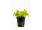 Lysimachia nummularia 'Aurea' - Pot 5,5cm - Plantes en pots de 5,5cm - aquarium - Comptoir du Poisson exotique