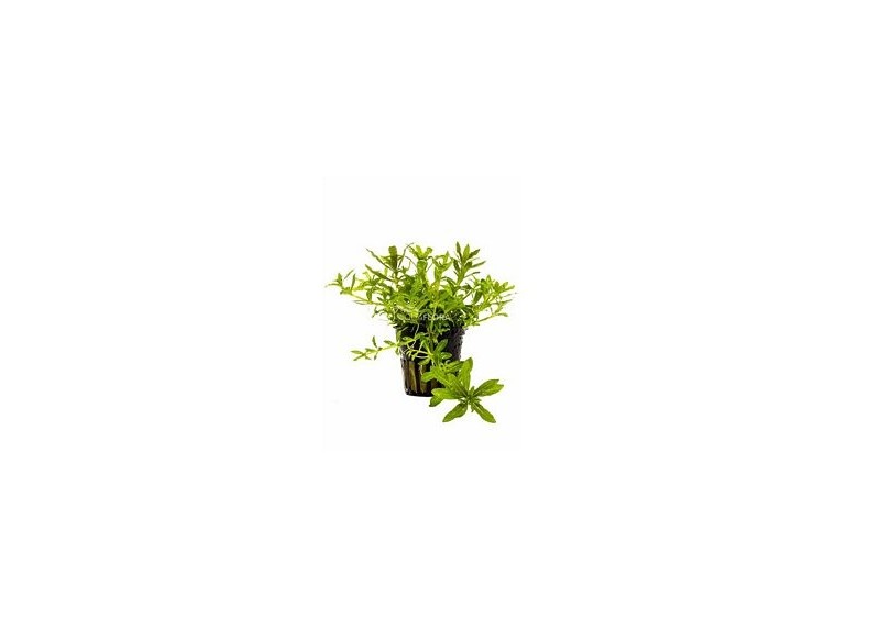 Pogostemon helferi - Pot 5,5cm - Plantes en pots de 5,5cm - aquarium - Comptoir du Poisson exotique