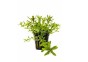 Pogostemon helferi - Pot 5,5cm - Plantes en pots de 5,5cm - aquarium - Comptoir du Poisson exotique