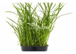 Pilularia globulifera - Pot 5,5cm - Plantes en pots de 5,5cm - aquarium - Comptoir du Poisson exotique