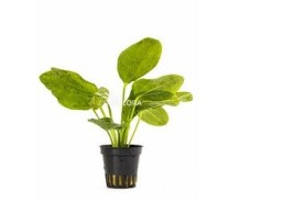 Echinodorus 'Ozelot Green' - Pot 5,5cm - Plantes en pots de 5,5cm - aquarium - Comptoir du Poisson exotique
