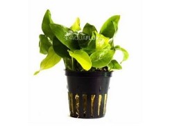 Anubias barteri var. nana 'Golden' - Pot 5,5cm - Plantes en pots de 5,5cm - aquarium - Comptoir du Poisson exotique