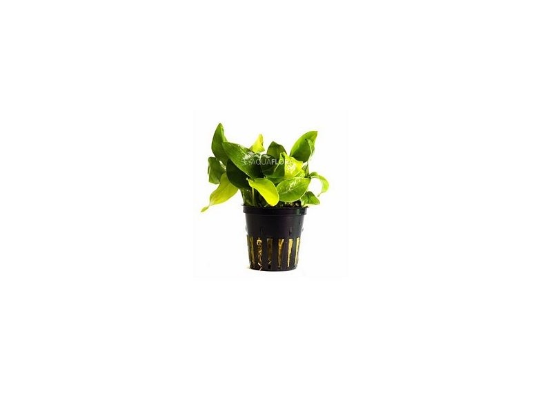 Anubias barteri var. nana 'Golden' - Pot 5,5cm - Plantes en pots de 5,5cm - aquarium - Comptoir du Poisson exotique