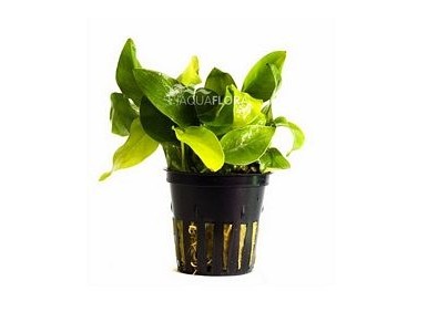 Anubias barteri var. nana 'Golden' - Pot 5,5cm - Plantes en pots de 5,5cm - aquarium - Comptoir du Poisson exotique
