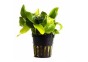 Anubias barteri var. nana 'Golden' - Pot 5,5cm - Plantes en pots de 5,5cm - aquarium - Comptoir du Poisson exotique