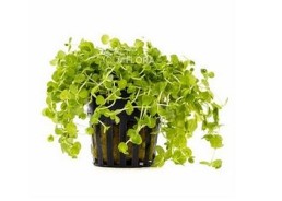 Micranthemum umbrosum - Pot 5,5cm - Plantes en pots de 5,5cm - aquarium - Comptoir du Poisson exotique