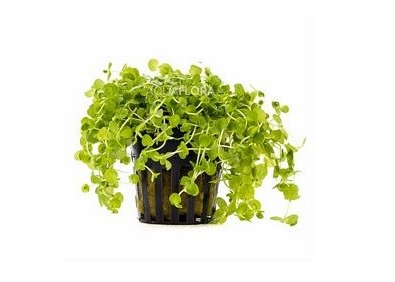 Micranthemum umbrosum - Pot 5,5cm - Plantes en pots de 5,5cm - aquarium - Comptoir du Poisson exotique