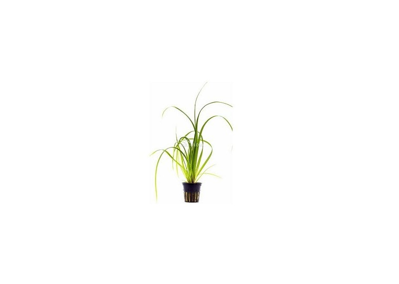 Cyperus helferi - Pot 5,5cm - Plantes en pots de 5,5cm - aquarium - Comptoir du Poisson exotique