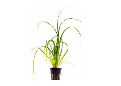 Cyperus helferi - Pot 5,5cm - Plantes en pots de 5,5cm - aquarium - Comptoir du Poisson exotique