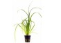 Cyperus helferi - Pot 5,5cm - Plantes en pots de 5,5cm - aquarium - Comptoir du Poisson exotique