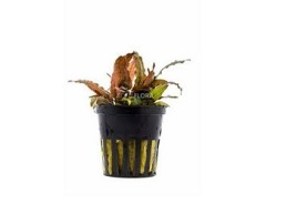 Cryptocoryne petchii 'Pink' - Pot 5,5cm - Plantes en pots de 5,5cm - aquarium - Comptoir du Poisson exotique