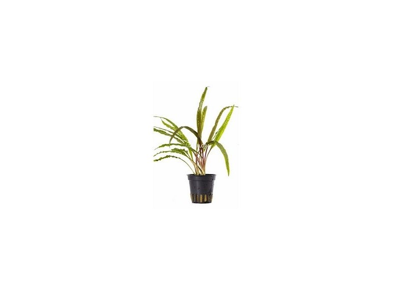 Cryptocoryne crispulata var. balansae - Pot 5,5cm - Plantes en pots de 5,5cm - aquarium - Comptoir du Poisson exotique