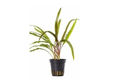 Cryptocoryne crispulata var. balansae - Pot 5,5cm - Plantes en pots de 5,5cm - aquarium - Comptoir du Poisson exotique