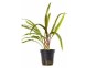 Cryptocoryne crispulata var. balansae - Pot 5,5cm - Plantes en pots de 5,5cm - aquarium - Comptoir du Poisson exotique