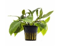 Hygrophila corymbosa 'Stricta' - Pot 5,5cm - Plantes en pots de 5,5cm - aquarium - Comptoir du Poisson exotique