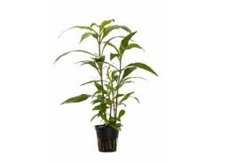 Hygrophila corymbosa 'Siamensis' - Pot 5,5cm - Plantes en pots de 5,5cm - aquarium - Comptoir du Poisson exotique