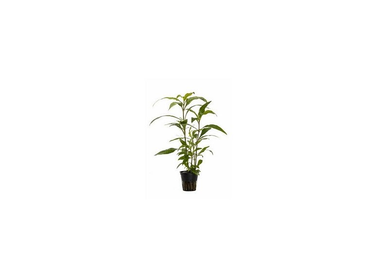 Hygrophila corymbosa 'Siamensis' - Pot 5,5cm - Plantes en pots de 5,5cm - aquarium - Comptoir du Poisson exotique