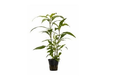 Hygrophila corymbosa 'Siamensis' - Pot 5,5cm - Plantes en pots de 5,5cm - aquarium - Comptoir du Poisson exotique