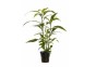 Hygrophila corymbosa 'Siamensis' - Pot 5,5cm - Plantes en pots de 5,5cm - aquarium - Comptoir du Poisson exotique